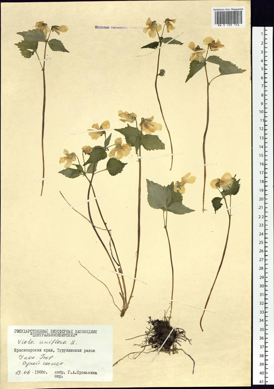 Viola uniflora L., Siberia, Central Siberia (S3) (Russia)