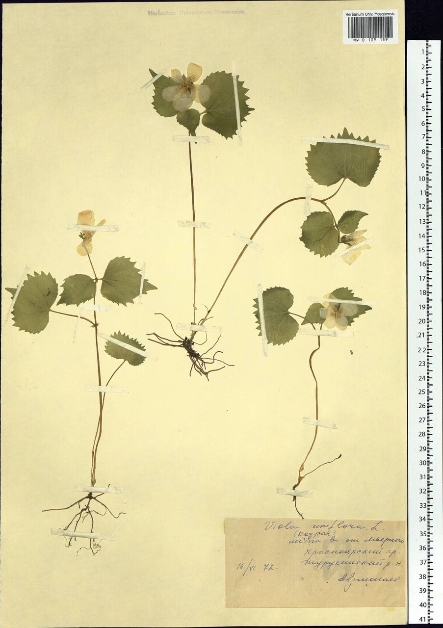 Viola uniflora L., Siberia, Central Siberia (S3) (Russia)