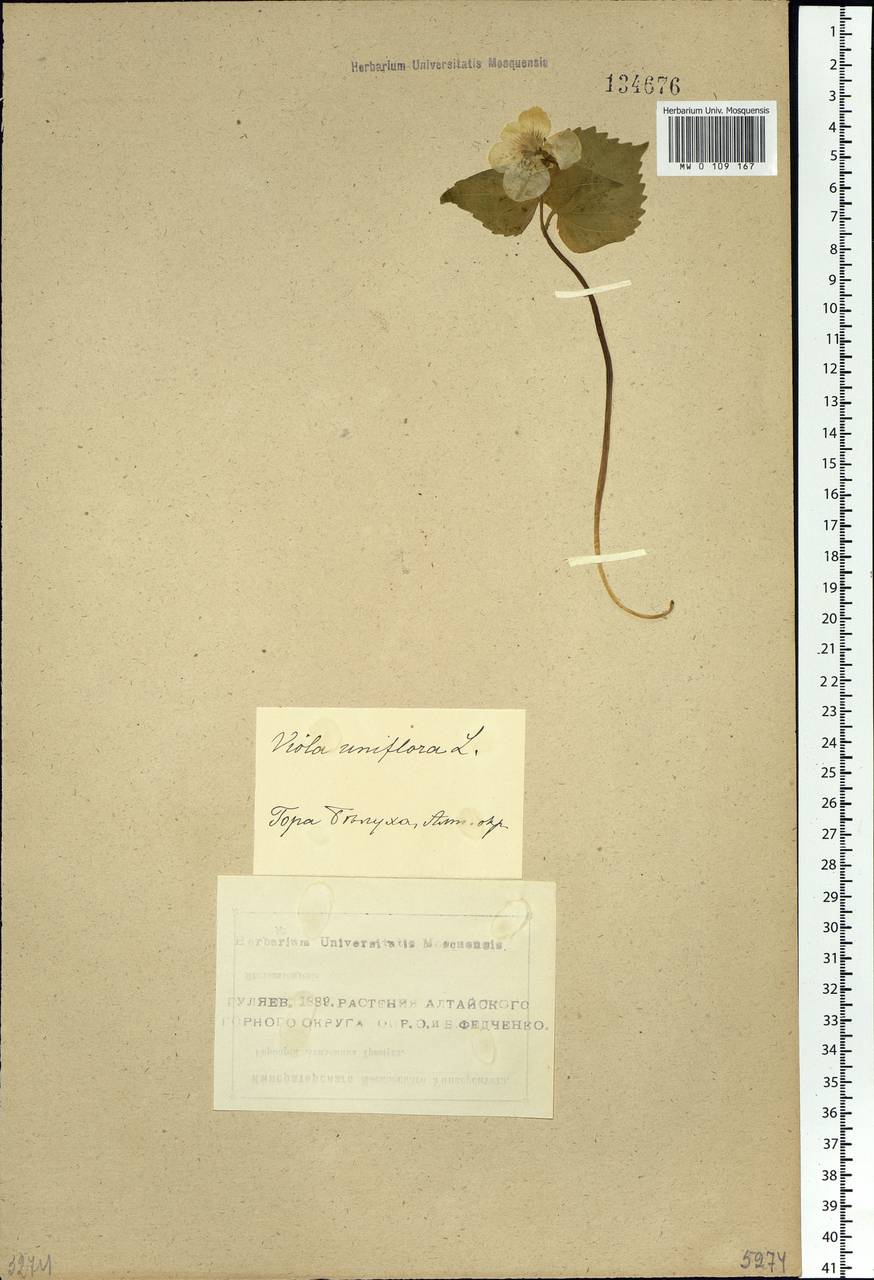 Viola uniflora L., Siberia, Altai & Sayany Mountains (S2) (Russia)