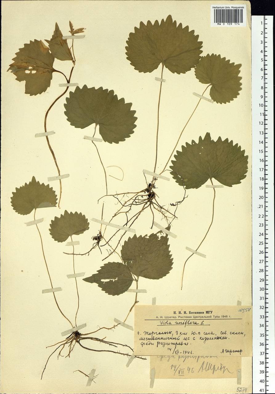 Viola uniflora L., Siberia, Altai & Sayany Mountains (S2) (Russia)