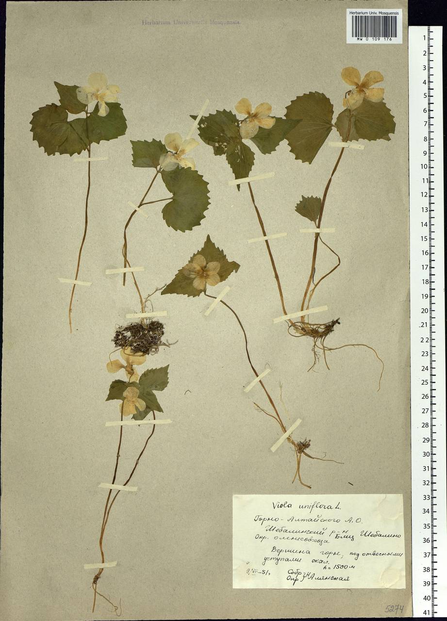Viola uniflora L., Siberia, Altai & Sayany Mountains (S2) (Russia)
