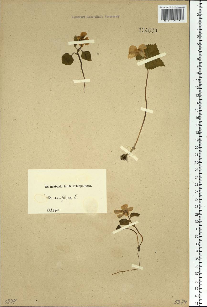 Viola uniflora L., Siberia, Altai & Sayany Mountains (S2) (Russia)