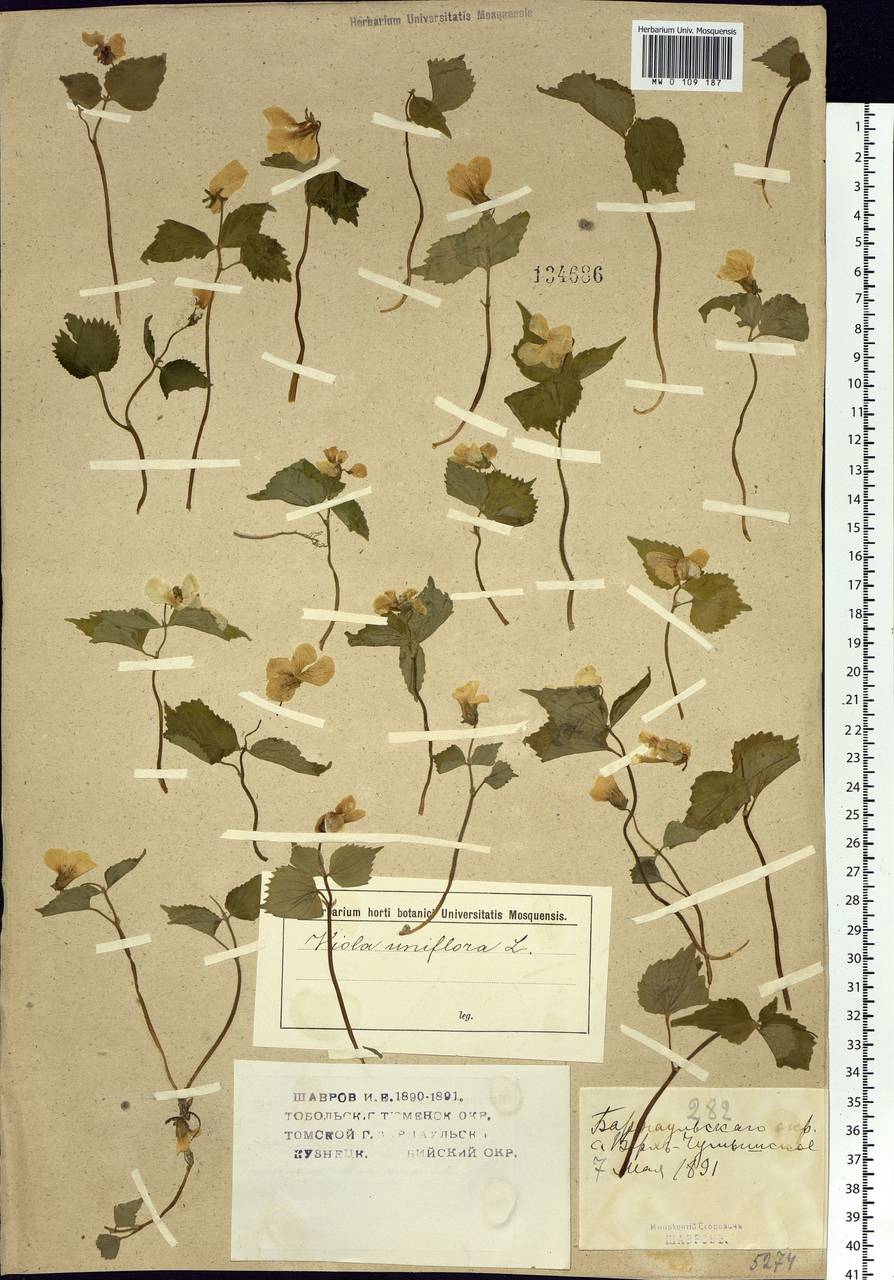 Viola uniflora L., Siberia, Altai & Sayany Mountains (S2) (Russia)