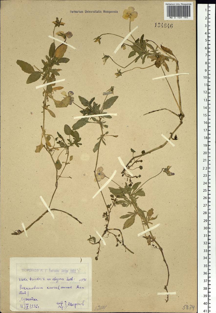 Viola tricolor L., Siberia, Western (Kazakhstan) Altai Mountains (S2a) (Kazakhstan)