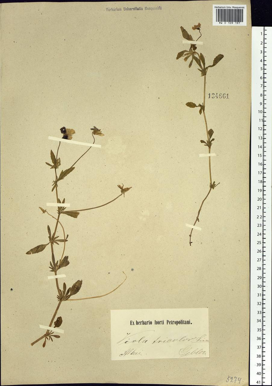 Viola tricolor L., Siberia, Altai & Sayany Mountains (S2) (Russia)