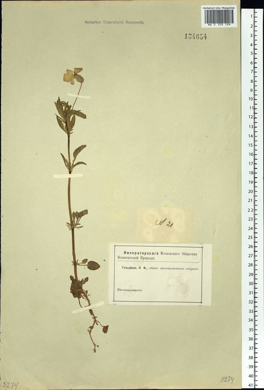 Viola tricolor L., Siberia, Altai & Sayany Mountains (S2) (Russia)