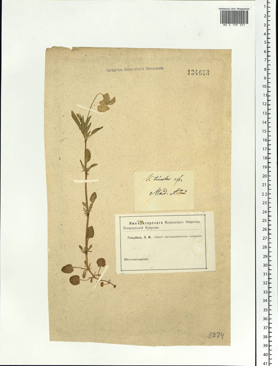 Viola tricolor L., Siberia, Altai & Sayany Mountains (S2) (Russia)