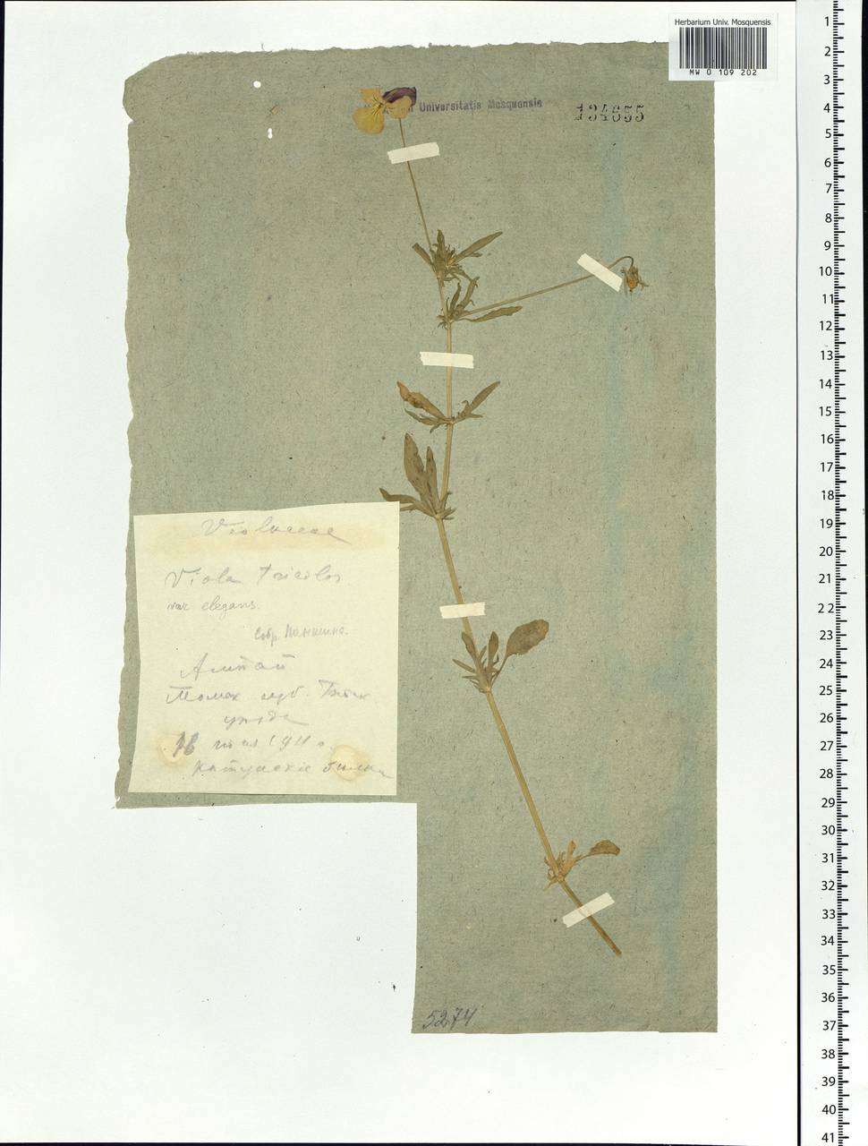 Viola tricolor L., Siberia, Altai & Sayany Mountains (S2) (Russia)