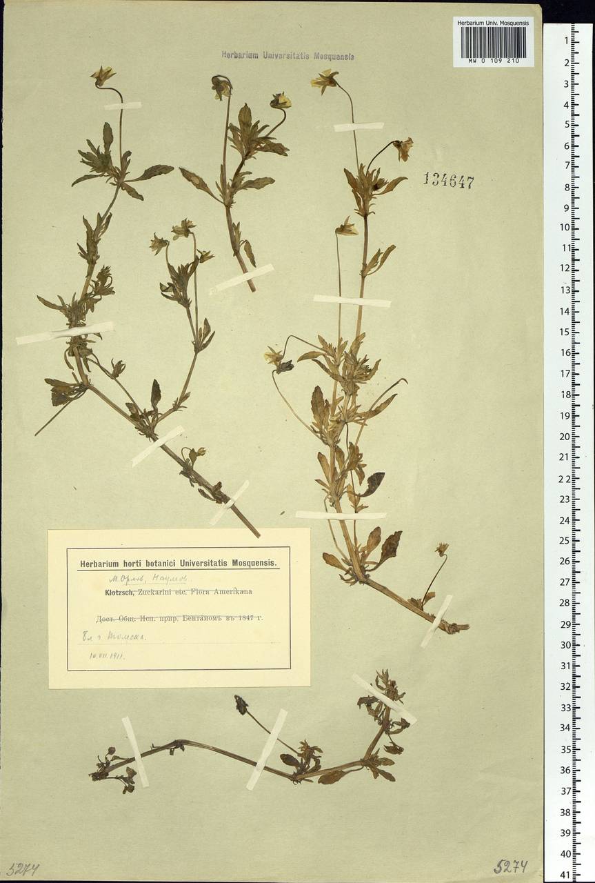 Viola tricolor L., Siberia, Western Siberia (S1) (Russia)