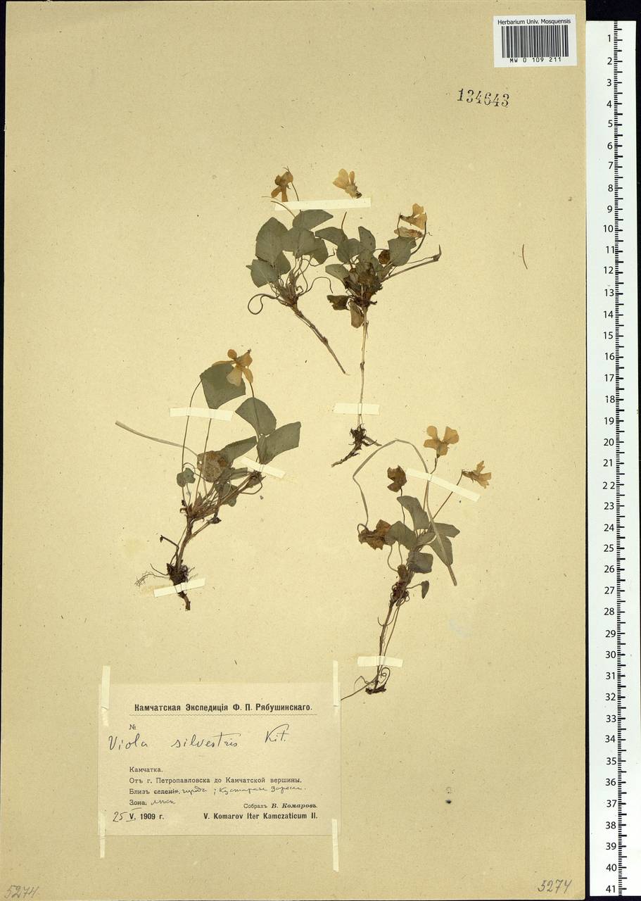 Viola kusanoana Makino, Siberia, Chukotka & Kamchatka (S7) (Russia)