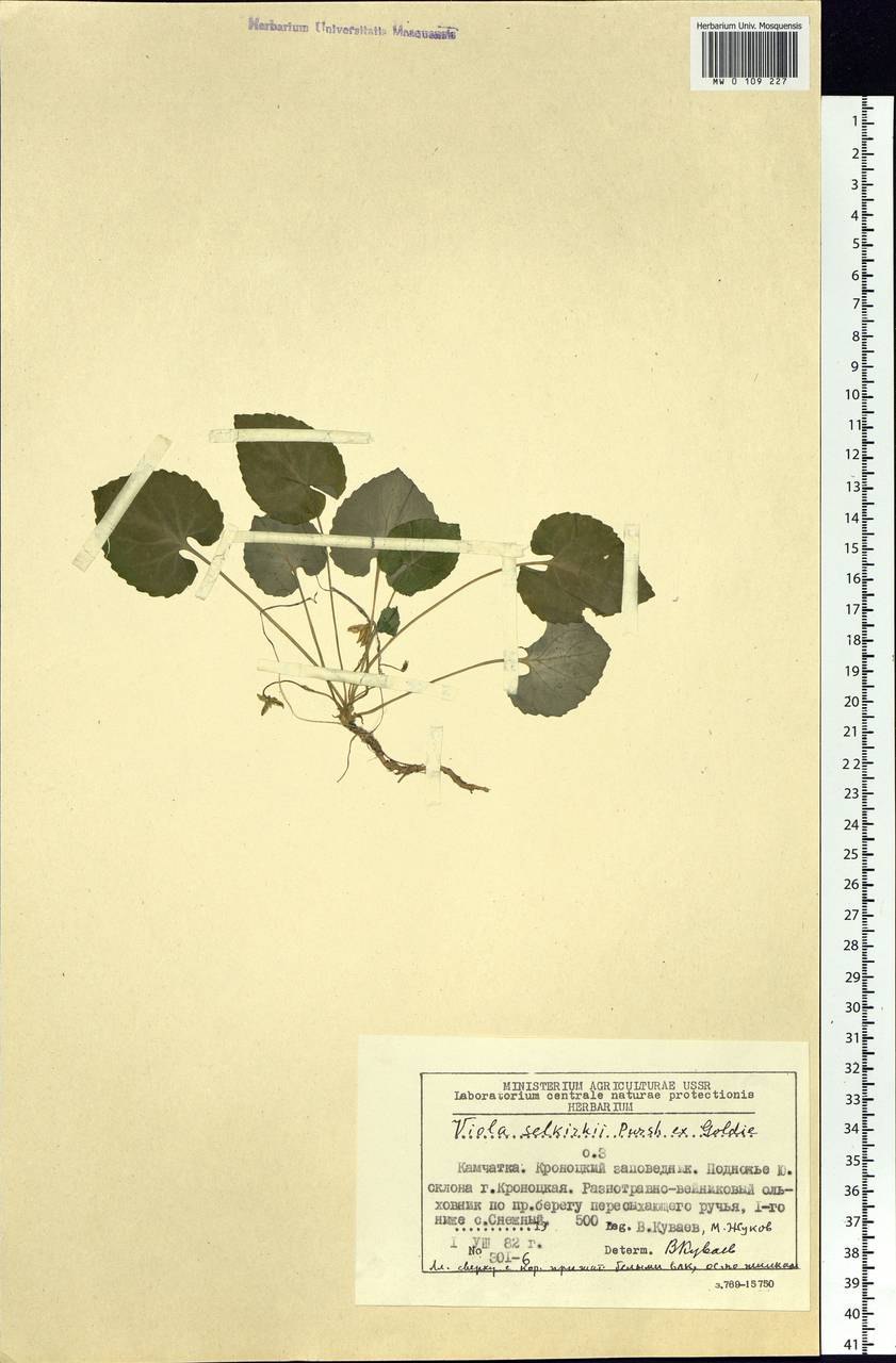 Viola selkirkii Pursh ex Goldie, Siberia, Chukotka & Kamchatka (S7) (Russia)