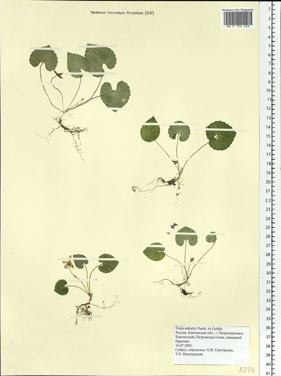 Viola selkirkii Pursh ex Goldie, Siberia, Chukotka & Kamchatka (S7) (Russia)