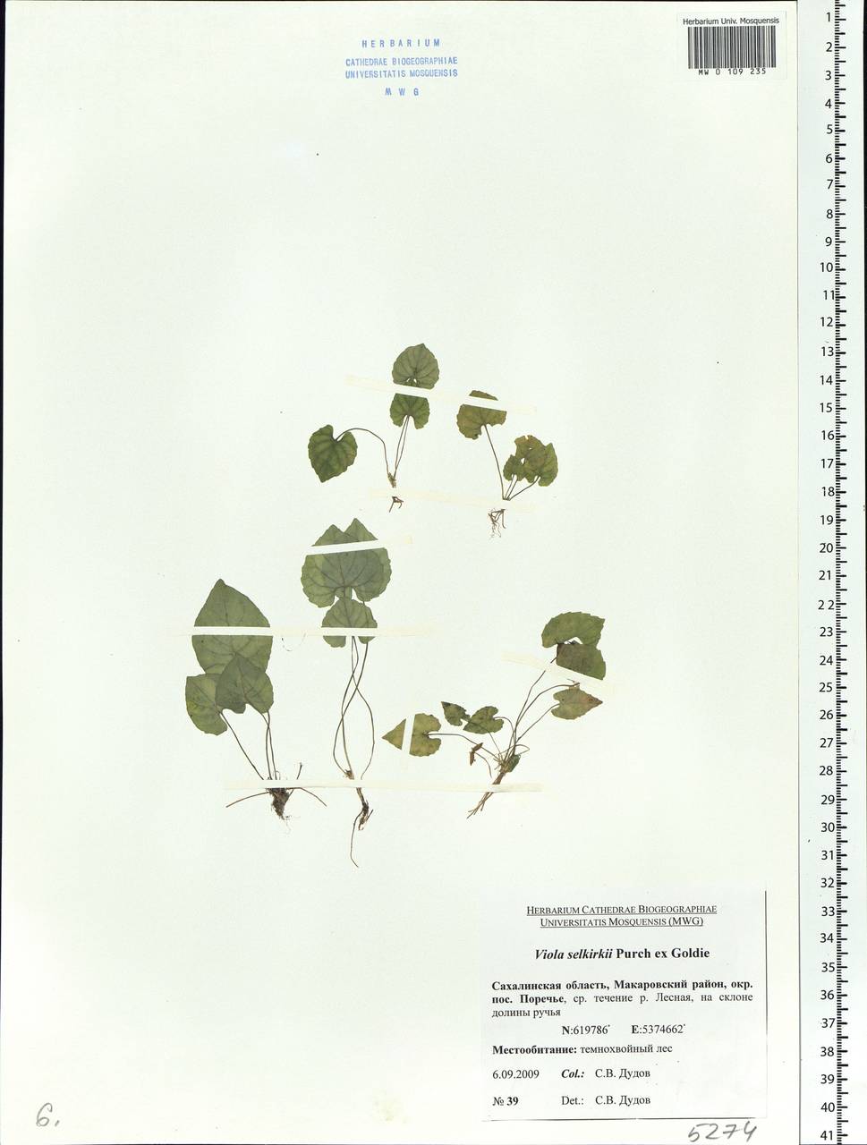 Viola selkirkii Pursh ex Goldie, Siberia, Russian Far East (S6) (Russia)