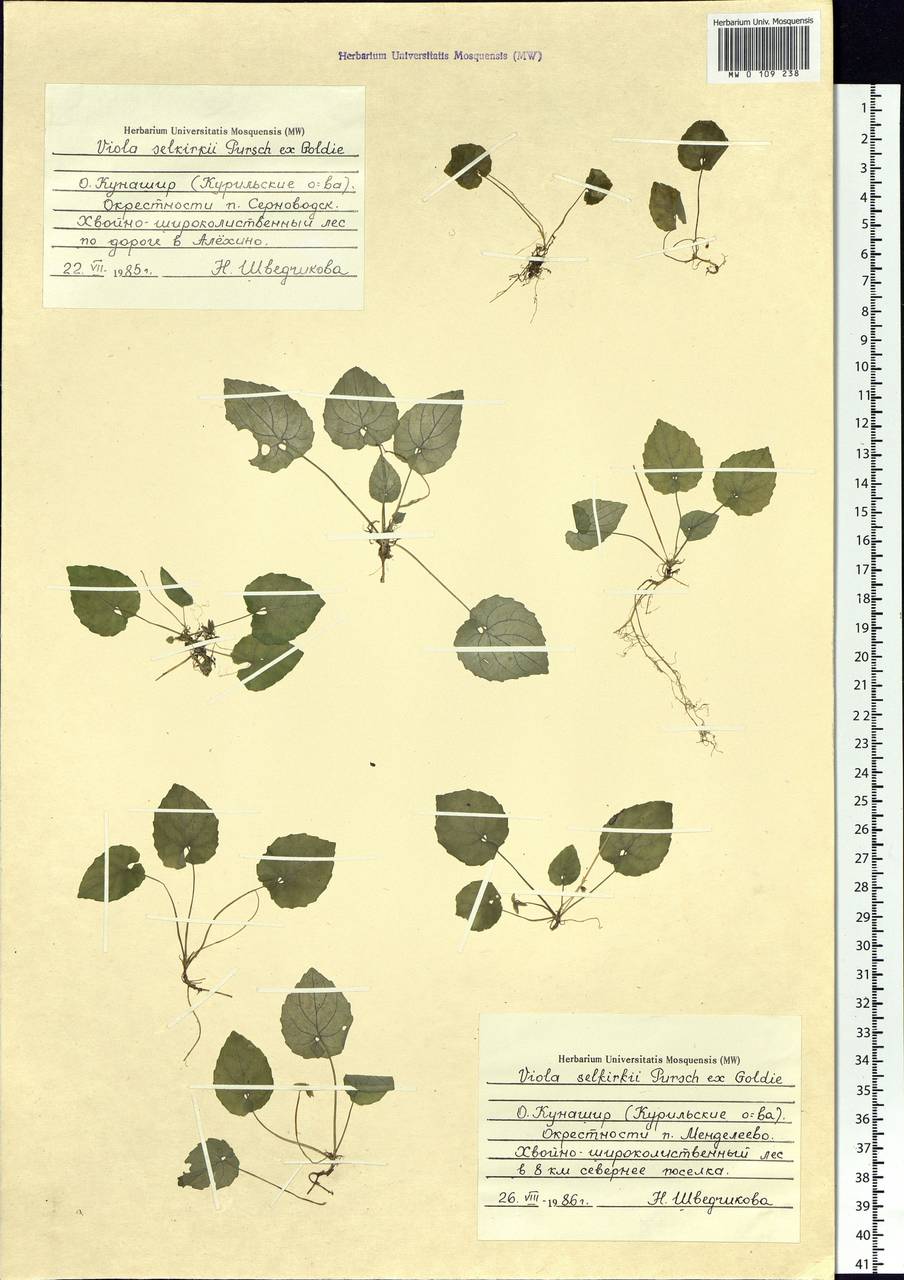 Viola selkirkii Pursh ex Goldie, Siberia, Russian Far East (S6) (Russia)