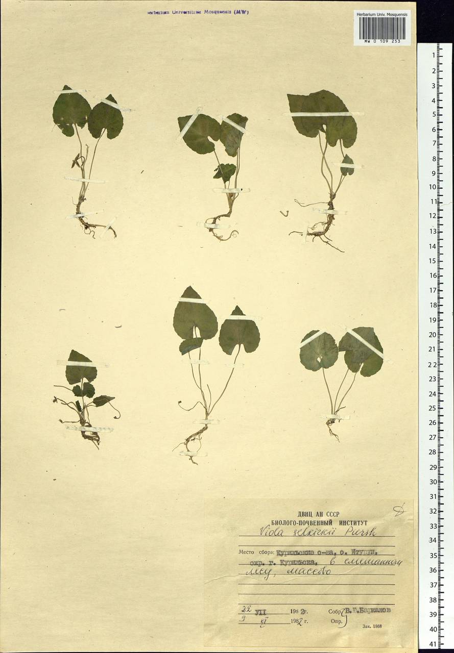 Viola selkirkii Pursh ex Goldie, Siberia, Russian Far East (S6) (Russia)