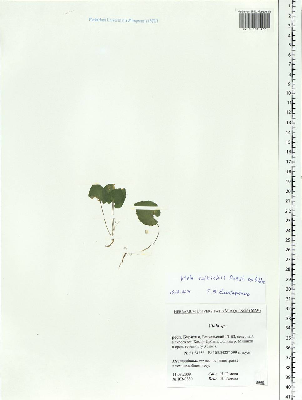 Viola selkirkii Pursh ex Goldie, Siberia, Baikal & Transbaikal region (S4) (Russia)