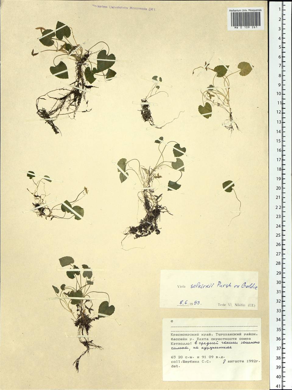 Viola selkirkii Pursh ex Goldie, Siberia, Central Siberia (S3) (Russia)