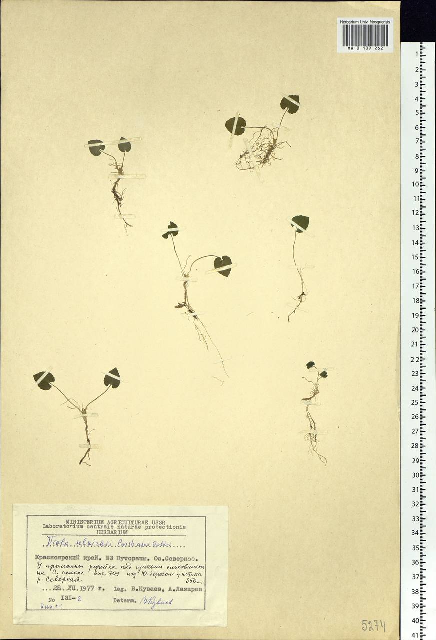 Viola selkirkii Pursh ex Goldie, Siberia, Central Siberia (S3) (Russia)
