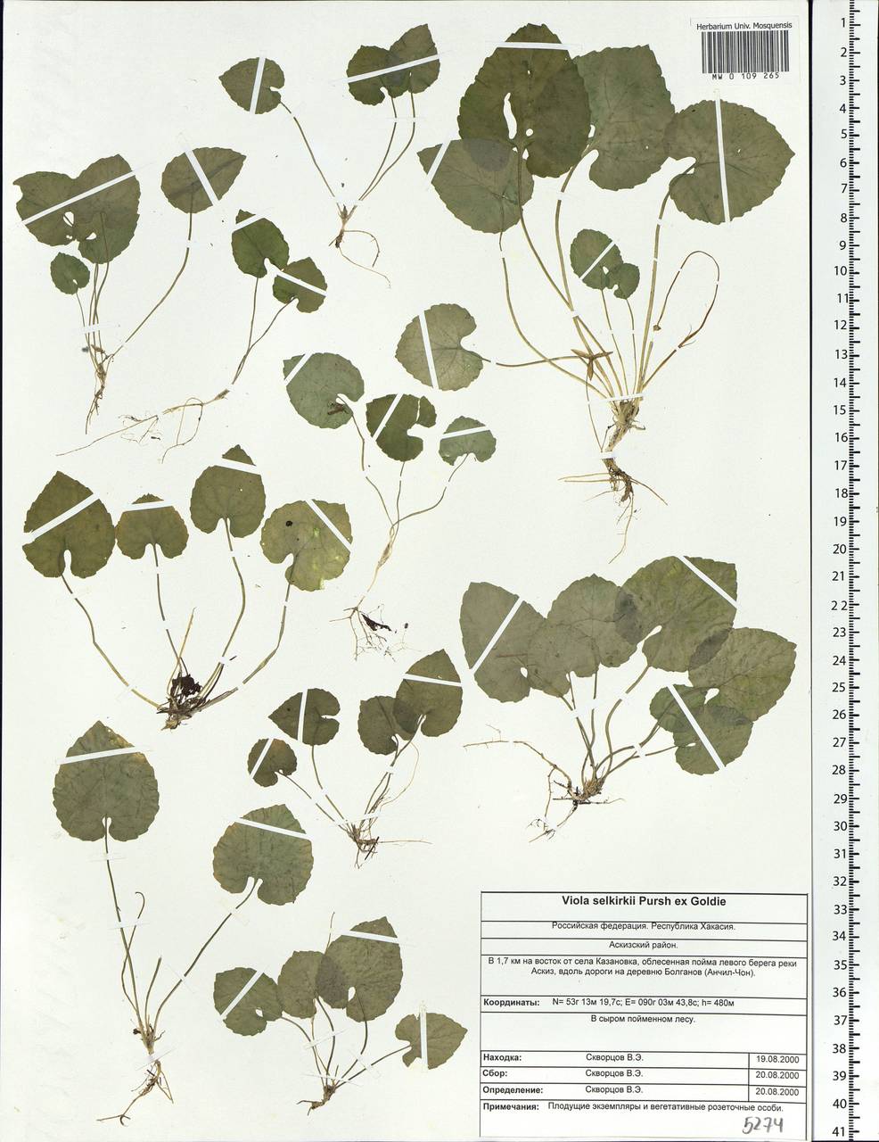 Viola selkirkii Pursh ex Goldie, Siberia, Altai & Sayany Mountains (S2) (Russia)