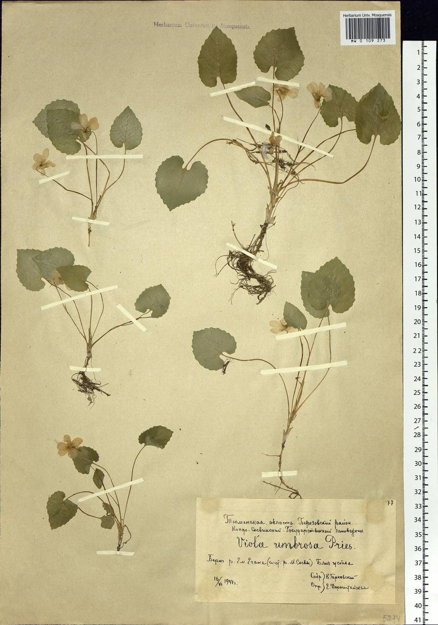 Viola selkirkii Pursh ex Goldie, Siberia, Western Siberia (S1) (Russia)