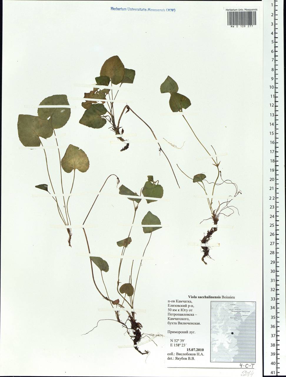 Viola sacchalinensis H. Boissieu, Siberia, Chukotka & Kamchatka (S7) (Russia)