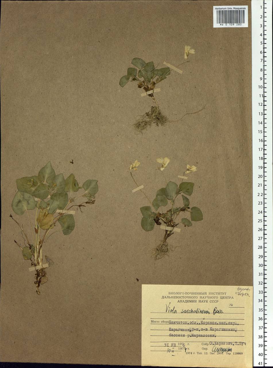 Viola sacchalinensis H. Boissieu, Siberia, Chukotka & Kamchatka (S7) (Russia)