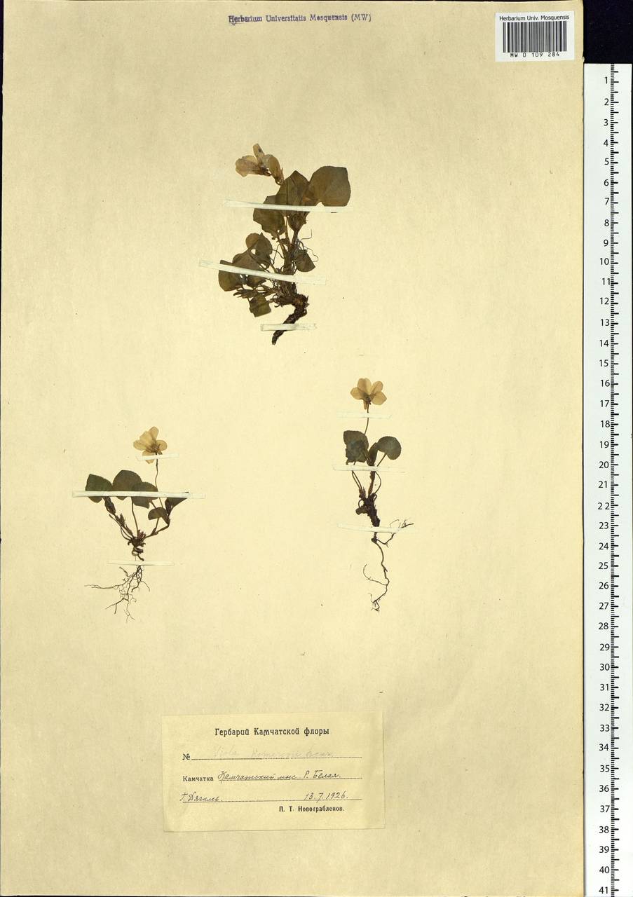 Viola sacchalinensis H. Boissieu, Siberia, Chukotka & Kamchatka (S7) (Russia)
