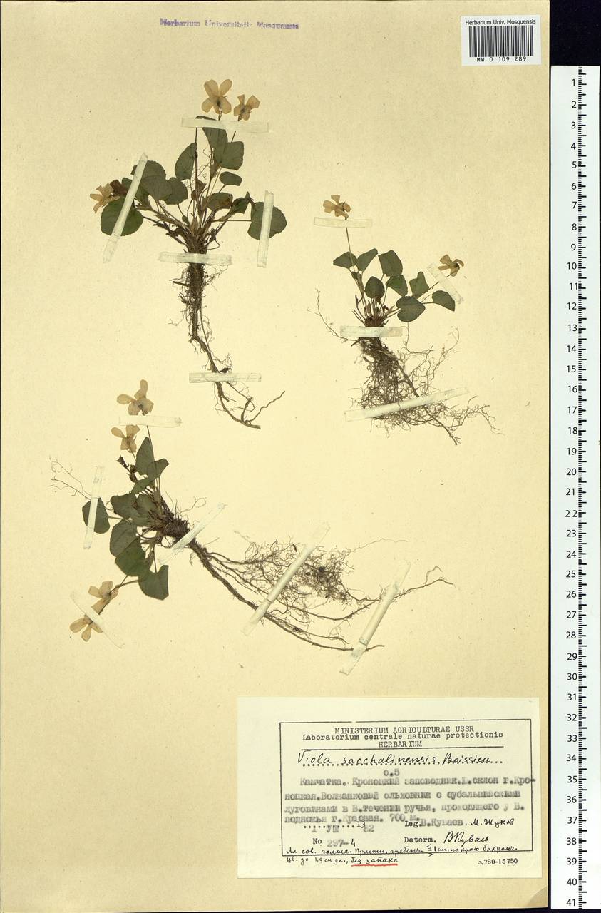 Viola sacchalinensis H. Boissieu, Siberia, Chukotka & Kamchatka (S7) (Russia)