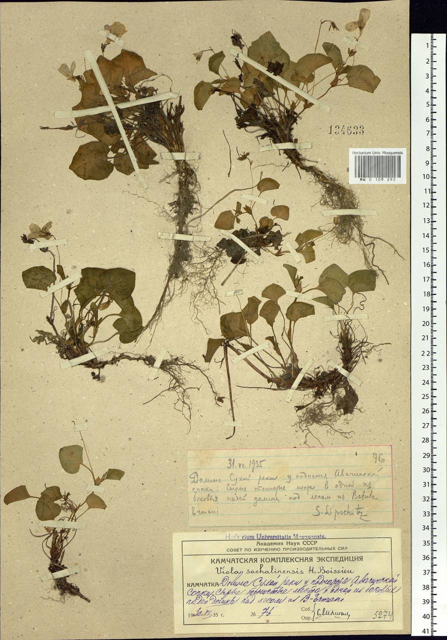Viola sacchalinensis H. Boissieu, Siberia, Chukotka & Kamchatka (S7) (Russia)