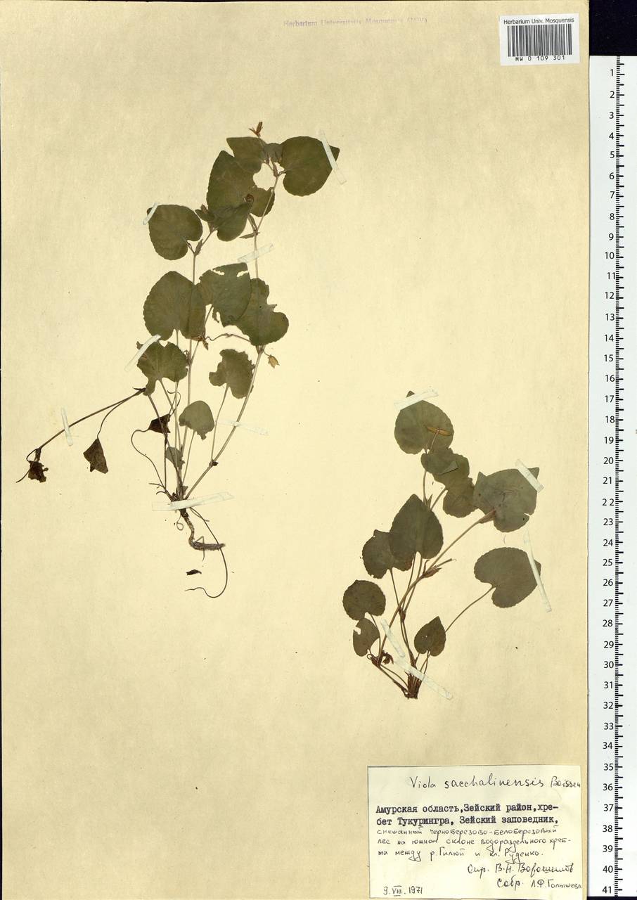 Viola sacchalinensis H. Boissieu, Siberia, Russian Far East (S6) (Russia)