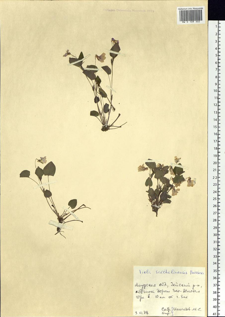 Viola sacchalinensis H. Boissieu, Siberia, Russian Far East (S6) (Russia)
