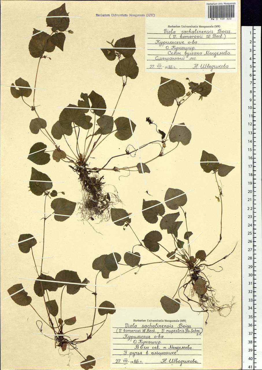 Viola sacchalinensis H. Boissieu, Siberia, Russian Far East (S6) (Russia)