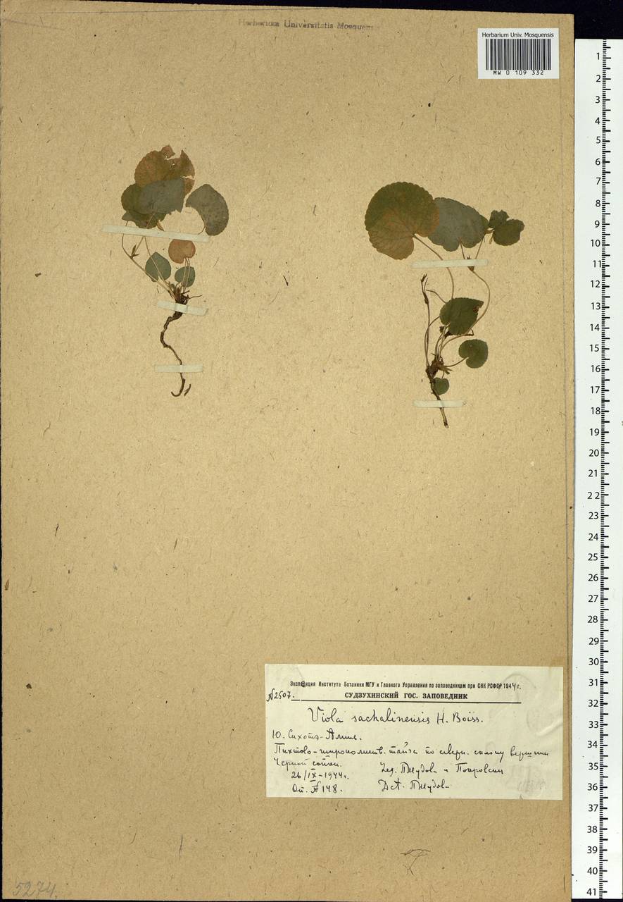 Viola sacchalinensis H. Boissieu, Siberia, Russian Far East (S6) (Russia)