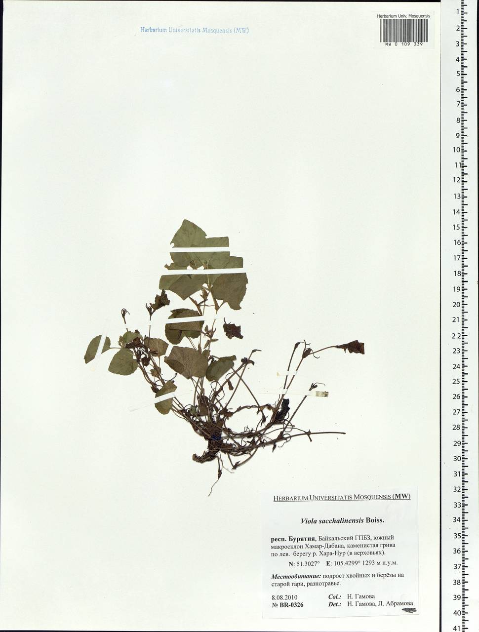 Viola sacchalinensis H. Boissieu, Siberia, Baikal & Transbaikal region (S4) (Russia)