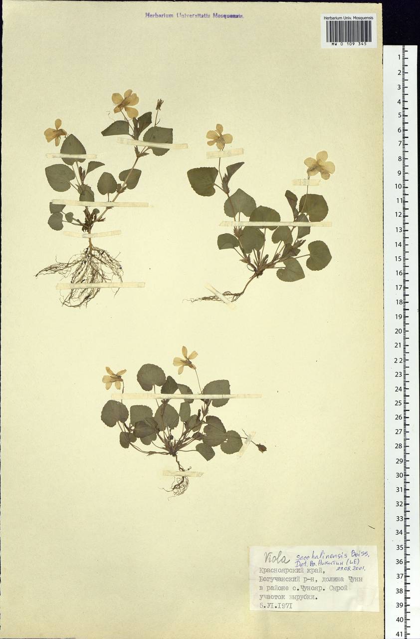 Viola sacchalinensis H. Boissieu, Siberia, Central Siberia (S3) (Russia)