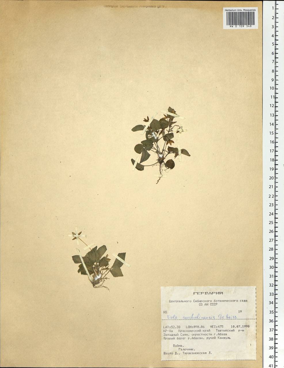 Viola sacchalinensis H. Boissieu, Siberia, Altai & Sayany Mountains (S2) (Russia)