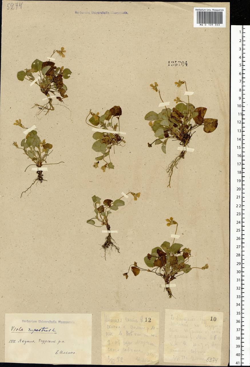 Viola rupestris F. W. Schmidt, Siberia, Yakutia (S5) (Russia)