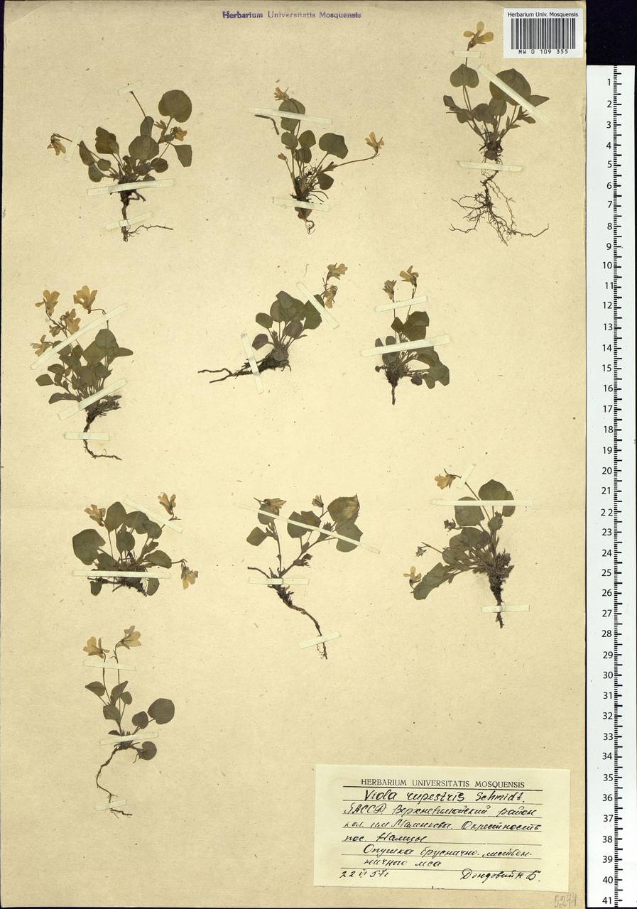 Viola rupestris F. W. Schmidt, Siberia, Yakutia (S5) (Russia)