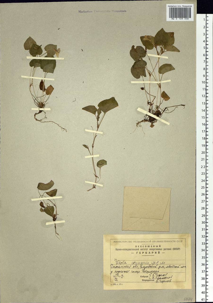 Viola rupestris F. W. Schmidt, Siberia, Baikal & Transbaikal region (S4) (Russia)