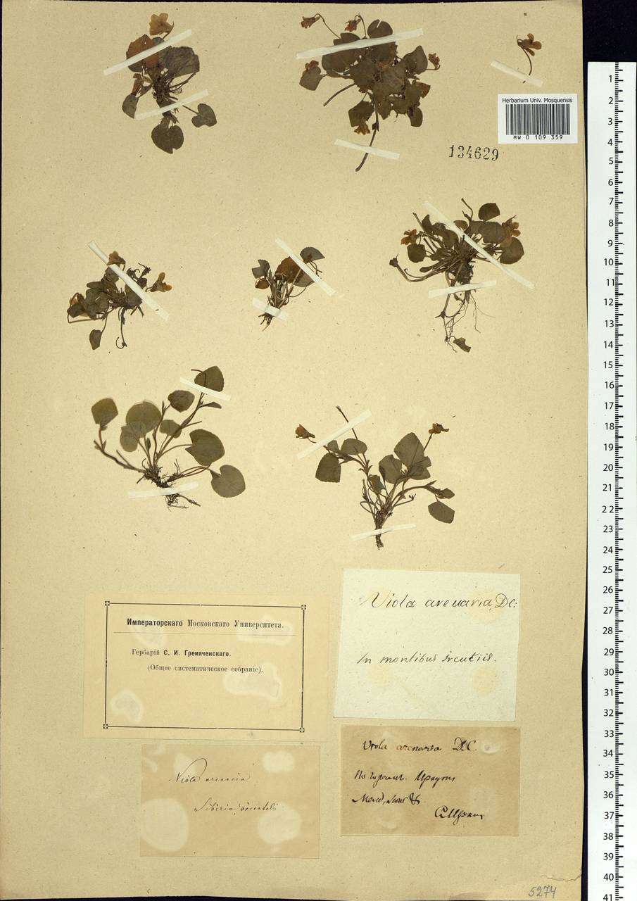 Viola rupestris F. W. Schmidt, Siberia, Baikal & Transbaikal region (S4) (Russia)