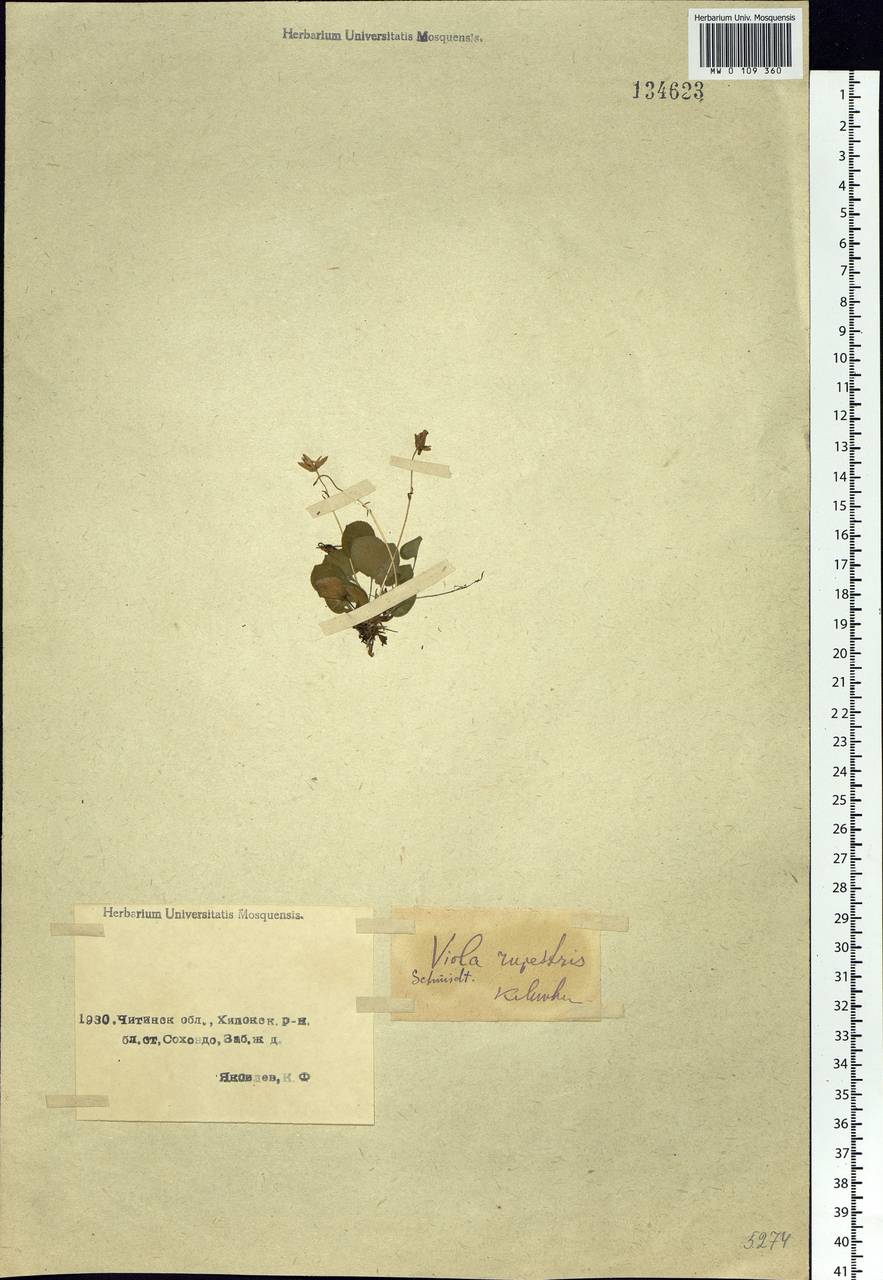 Viola rupestris F. W. Schmidt, Siberia, Baikal & Transbaikal region (S4) (Russia)