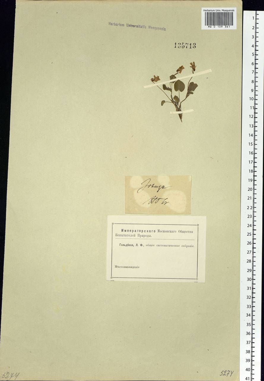 Viola rupestris F. W. Schmidt, Siberia, Baikal & Transbaikal region (S4) (Russia)