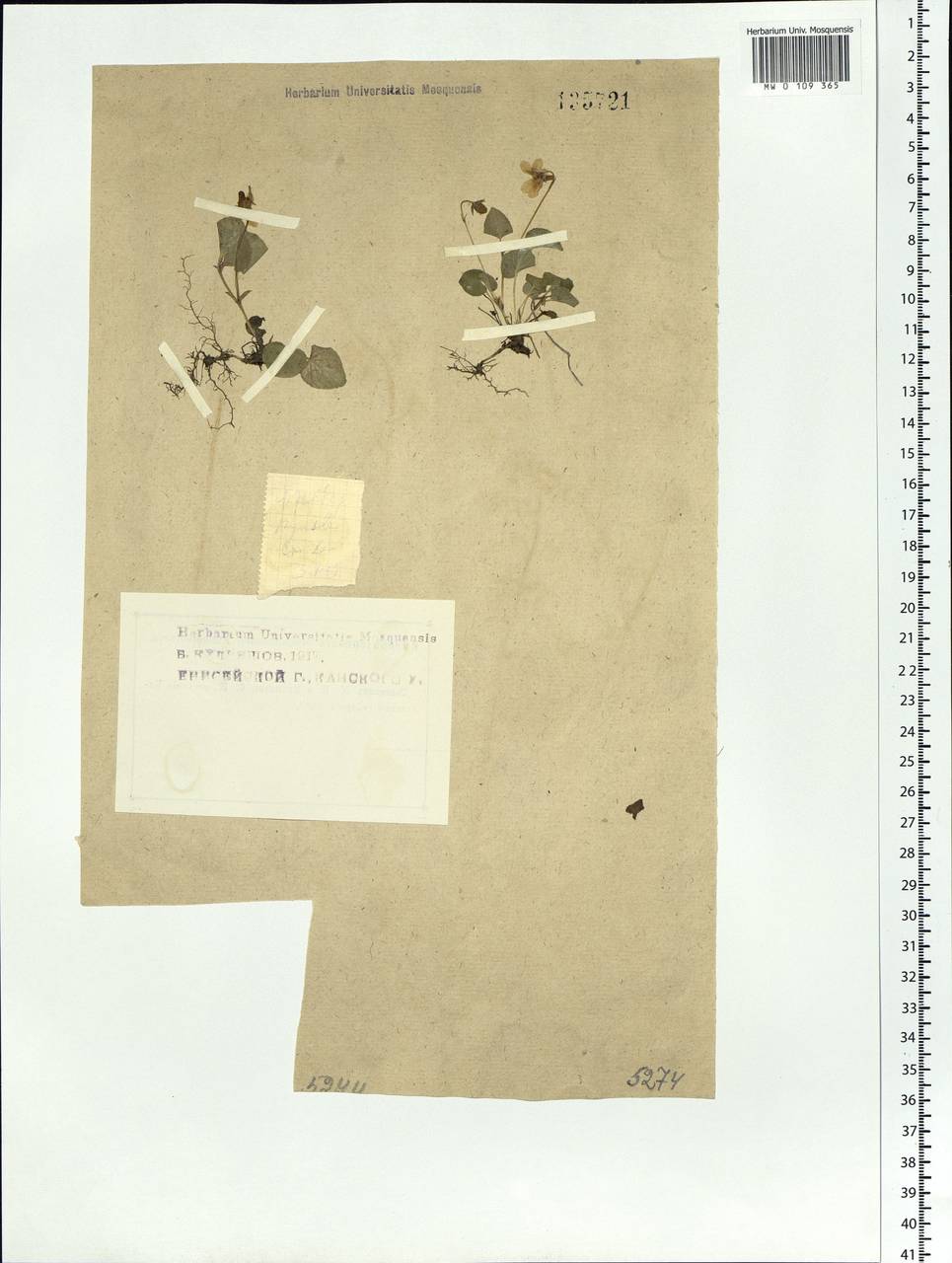 Viola rupestris F. W. Schmidt, Siberia, Central Siberia (S3) (Russia)