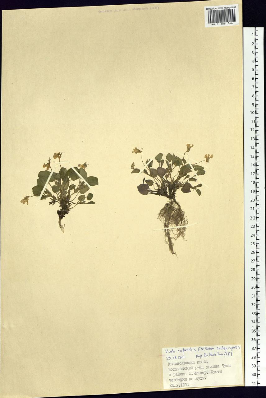 Viola rupestris F. W. Schmidt, Siberia, Central Siberia (S3) (Russia)