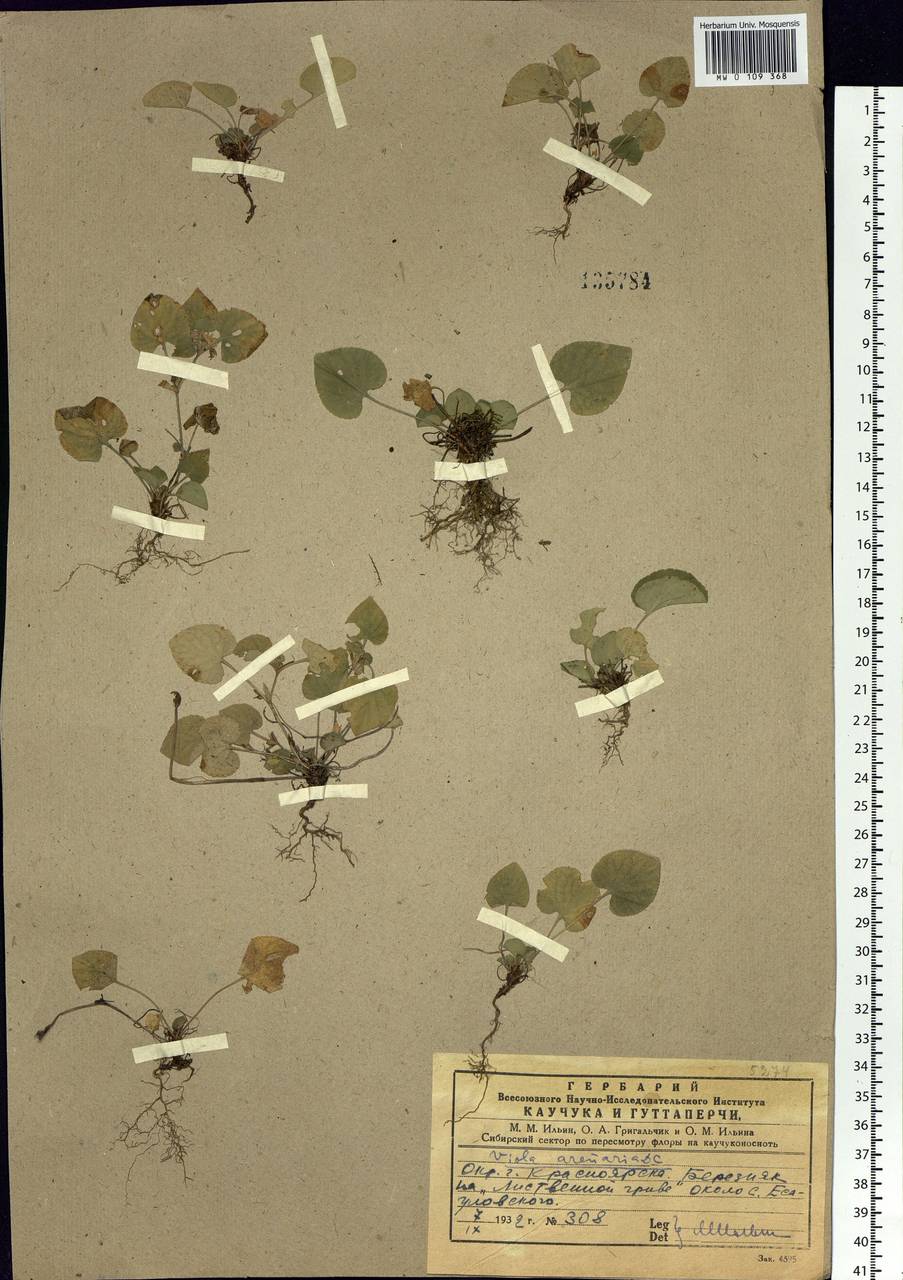 Viola rupestris F. W. Schmidt, Siberia, Central Siberia (S3) (Russia)