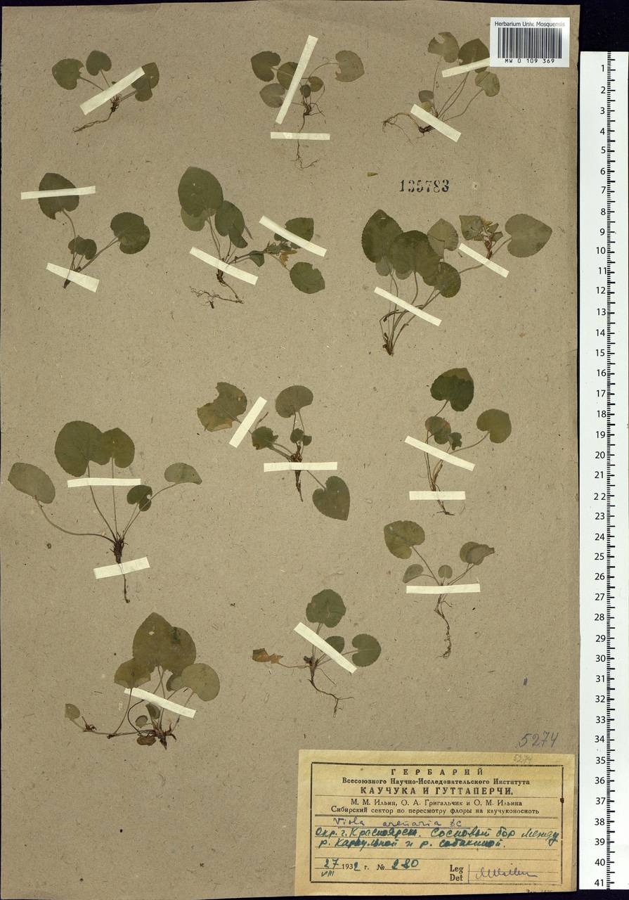 Viola rupestris F. W. Schmidt, Siberia, Central Siberia (S3) (Russia)