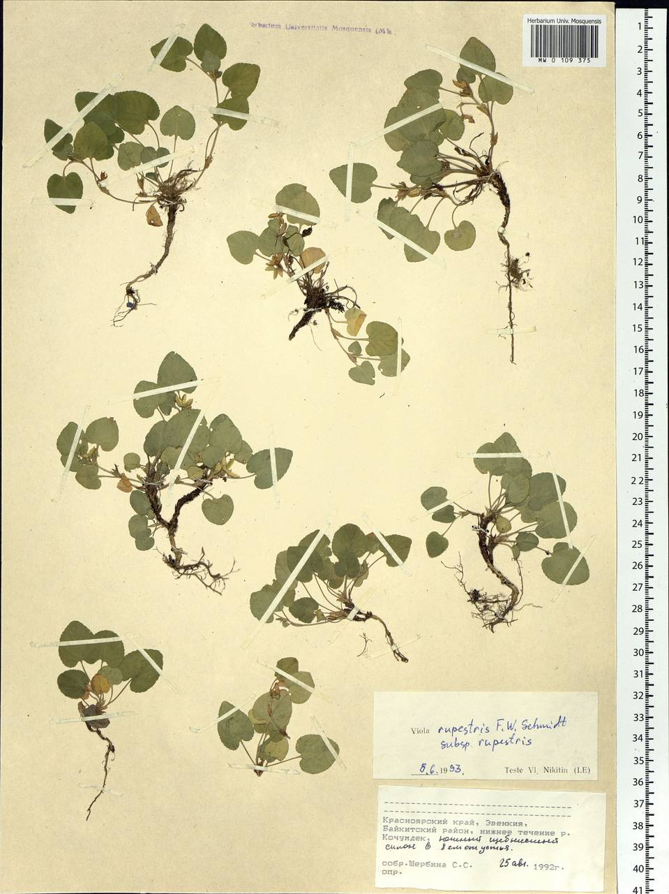 Viola rupestris F. W. Schmidt, Siberia, Central Siberia (S3) (Russia)