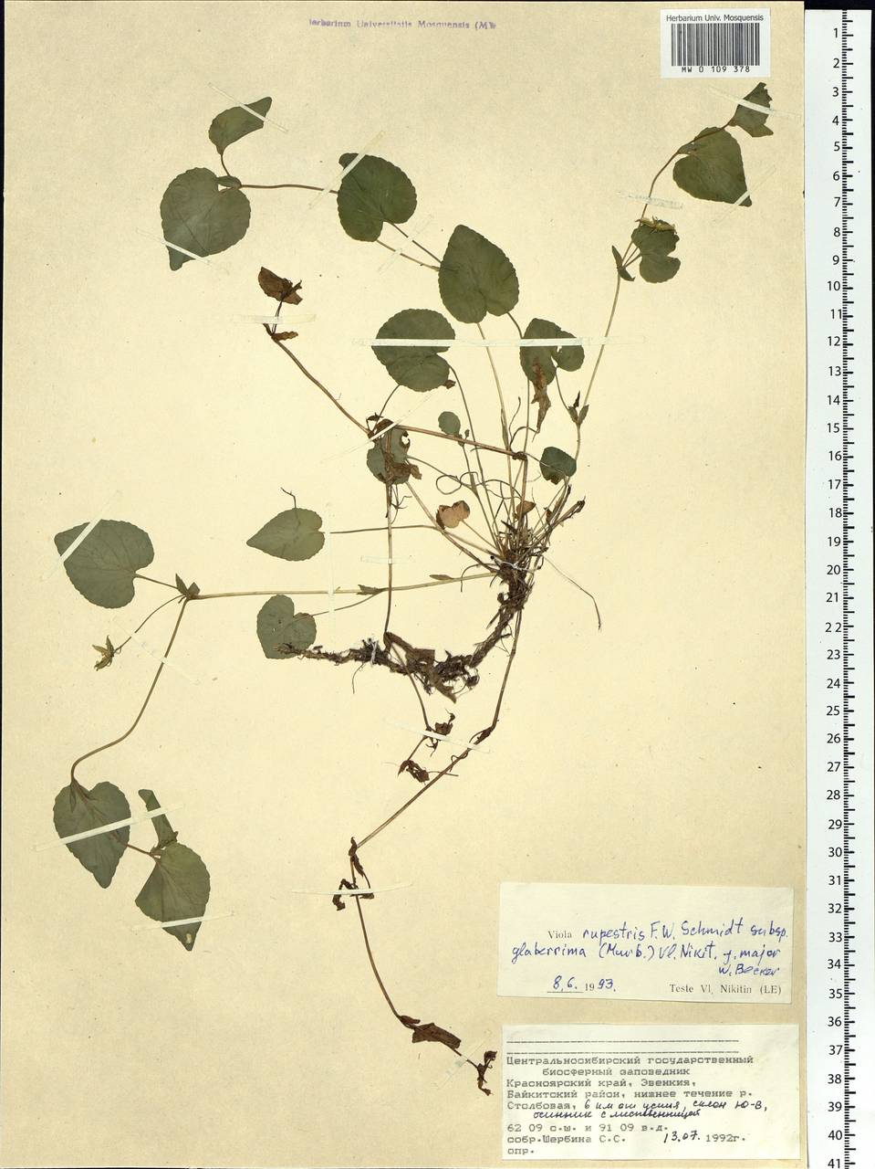 Viola rupestris F. W. Schmidt, Siberia, Central Siberia (S3) (Russia)