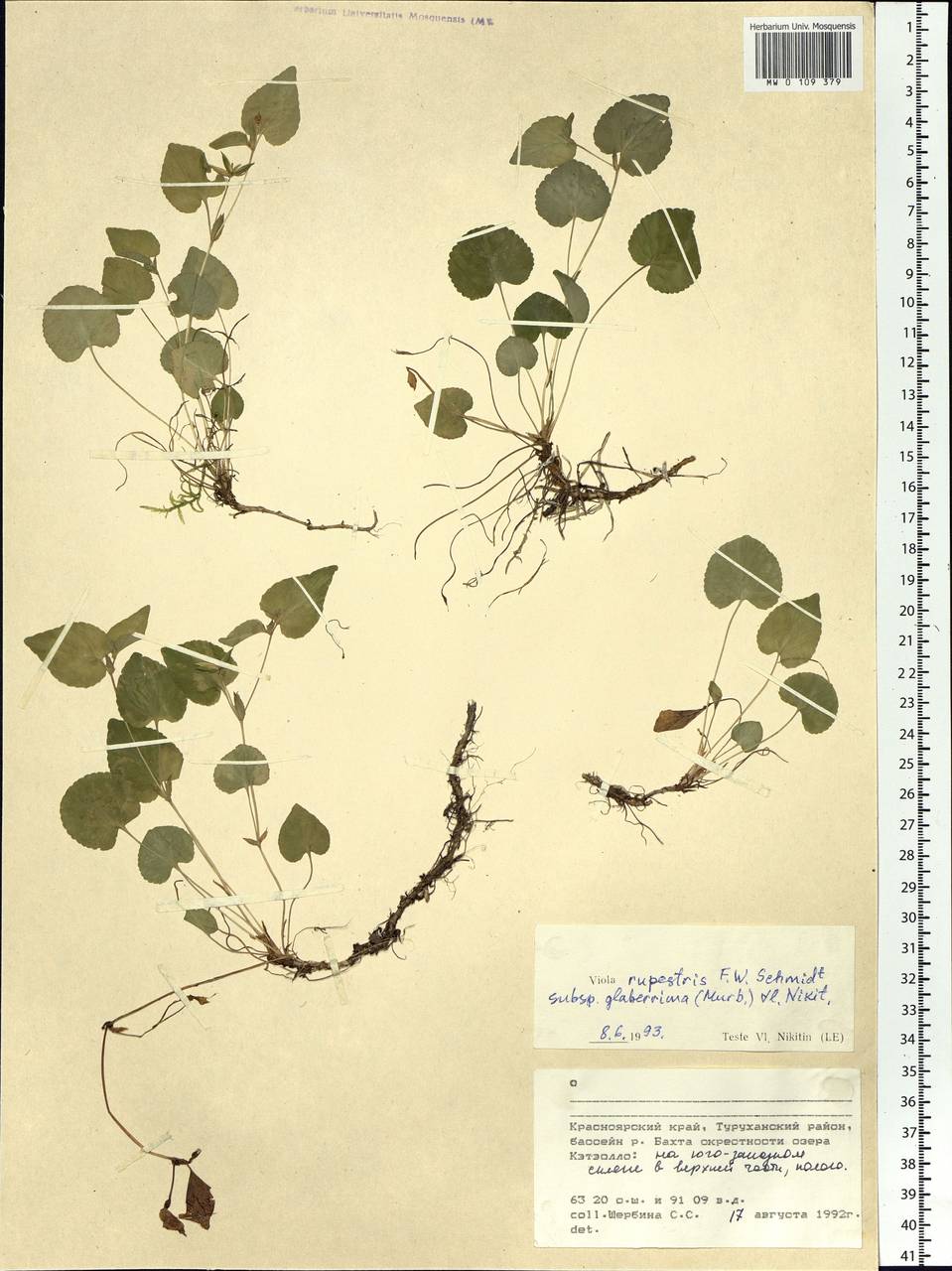 Viola rupestris F. W. Schmidt, Siberia, Central Siberia (S3) (Russia)