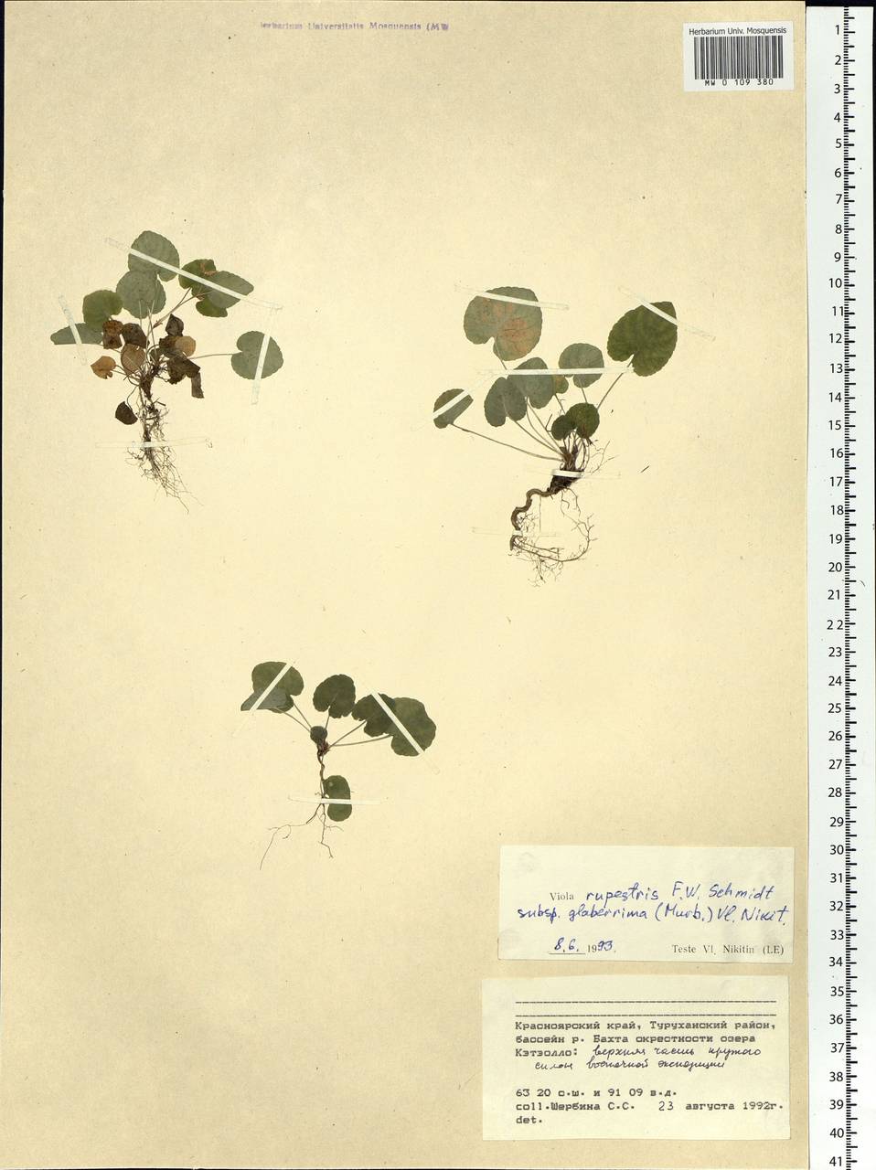 Viola rupestris F. W. Schmidt, Siberia, Central Siberia (S3) (Russia)